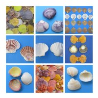 Scallop, Cockle Shells