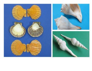 Other Large Shells 6 inches and up