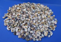 3/4 to 1-1/4 inches Bleeding Tooth Nerite Shells<font color=red> Wholesale</font> , Nerita Peloronta - 7 gallons @ $14.40 a gallon