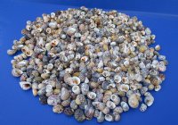 3/4 to 1-1/4 inches Bleeding Tooth Nerite Shells<font color=red> Wholesale</font> , Nerita Peloronta - 7 gallons @ $14.40 a gallon