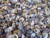 3/4 to 1-1/4 inches Bleeding Tooth Nerite Shells in Bulk - 1 Gallon (3 pounds) @ $25.99; 3 gallons @ $23.49 a gallon
