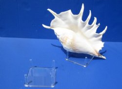 4 by 4 inches Medium Acrylic, Plastic Display Stands for Seashells, Rocks and Minerals in Bulk - Pack of 12 @ $2.40 each