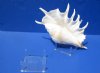 4 by 4 inches Medium Acrylic, Plastic Display Stands for Seashells, Rocks and Minerals in Bulk - Pack of 12 @ $2.40 each
