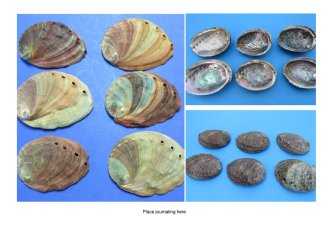 Abalone Shells Natural Wholesale-Individually
