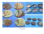 Abalone Shells Natural 