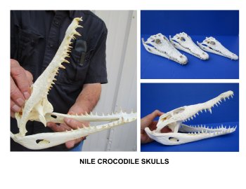 Nile Crocodile Skulls