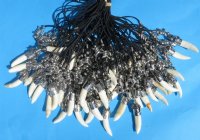 20 inches Real Alligator Tooth Necklaces <font color=red> Wholesale</font> with 3/4 to 1-1/2 inches Gator Tooth and Twisted Silver Wire Beads - 24 @ $4.50 each