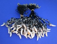 Real Alligator Tooth Necklaces <font color=red> Wholesale</font> with Silver and Black Beads, 20 inches - 24 @ $4.50 each