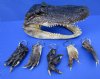 <font color=red>Wholesale</font> Alligator Foot Key Chains for Sale with 2-1/2 to 3-1/2 inches Gator Foot, Gator Foot Key Rings - Case of 50 @ $2.00 each (Alligator Head Pictured is Not Included)