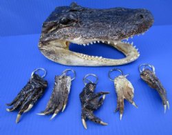  Alligator Foot Key Chains, Rings <font color=red>Wholesale</font>- 50 @ $2.00 each