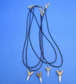 1/2 to 3/4 inch Fossil Tooth Necklaces 18 inches - 3 @ $5.25 each; 6 @ <font color=red>$4.65 each</font> (Plus $5.00 Ground Advantage Mail)