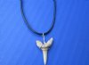 18 inches <font color=red> Wholesale</font> Tan Colored Fossil Shark Tooth Necklaces with 3/4 to 1-3/4 inches Fossil Shark Tooth Pendants - Case of 37 @ $2.45 each