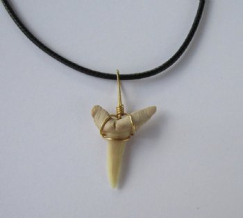 18 inches Fossil Shark Tooth Necklaces with 1/2 to 1 inch Fossil Tooth Pendant -  3 @ $4.00 each; 6 @ $3.50 each (Plus $6.50 1st class ) 