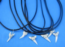 18 inches Shark Tooth Necklace for Sale with a 1/2 to 1 inch White Modern Day Shark Tooth Pendant - 5 @ <font color=red> $3.00</font> each Plus $5.00 Ground Advantge Mail