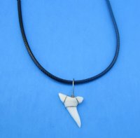18 inches Shark Tooth Necklaces with a 1/2 to 1 inch Current Day Shark Tooth Pendants <font color=red> Wholesale</font> - 60 @ $1.75 each