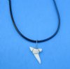 18 inches Shark Tooth Necklace for Sale with a 1/2 to 1 inch White Modern Day Shark Tooth Pendant - Pack of 5 @ <font color=red> $3.00</font> each Plus $5.00 1st Class Mail