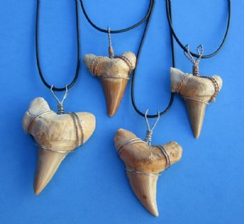 1-1/2 to 2-1/8 inches Morrocan Fossil Shark Tooth Necklaces for Sale - Pack of 2 @ <font color=red>$8.65 each</font> (Plus $5.00 Ground Advantage  Postage)