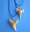 1-1/2 to 2-1/8 inches Morrocan Fossil Shark Tooth Necklaces for Sale - Pack of 1 @ <font color=red>$11.99 each</font> (Plus $7.00 1st Class Postage)