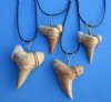 1-1/2 to 2-1/8 inches <font color=red> Wholesale</font> Morroccan Fossil Shark Tooth Necklaces 20 inches - Case of 24 @ $5.40 each
