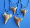 1-1/2 to 2-1/8 inches Morroccan Fossil Shark Tooth Necklaces <font color=red> Wholesale</font>  20 inches - 24 @ $5.40 each