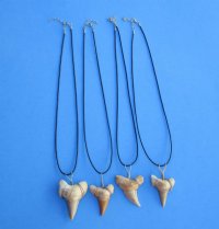 1-1/2 to 2-1/8 inches Morrocan Fossil Shark Tooth Necklaces for Sale - Pack of 2 @ <font color=red>$8.65 each</font> (Plus $5.00 Ground Advantage  Postage)