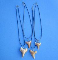 1-1/2 to 2-1/8 inches Morroccan Fossil Shark Tooth Necklaces <font color=red> Wholesale</font>  20 inches - 24 @ $5.40 each