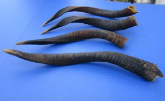 Nyala Horns