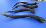 Nyala Horns