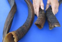 21 to 27 inches Real African Nyala Horn for Sale for Taxidermy Crafts - $33.99 each