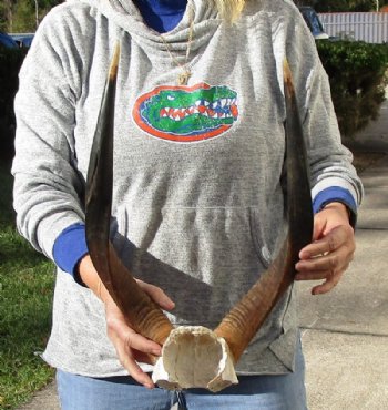 Authentic African Nyala Skull Plate with 18 to 27 inches Horns <font color=red> Wholesale</font> - 2 @ $78 each; 3 @ $70 each