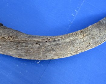 Authentic African Nyala Skull Plate with 18 to 27 inches Horns <font color=red> Wholesale</font> - 2 @ $78 each; 3 @ $70 each