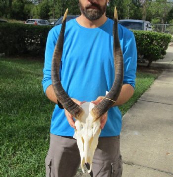 Nyala Skull with Horns