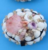 3-1/2 inches long Small Oval Seashell Box for Rings, Earrings and Small Treasures - Pack of 2 @ $5.00 each