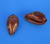 1-1/4 to 2 inches <font color=red> Wholesale</font> Onyx Cowry Shells for Sale, Erronea Onyx - Case of 1000 @ .10 each