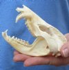 3 to 5-12 inches Real American Opossum Skulls for Sale, Possum Skulls  - Pack of 1 @ $29.99 each; 