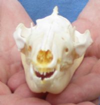 Opossum Skull, Possum Skull 3 to 5-1/2 inches - $53.99 each 