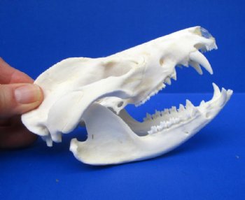 Opossum Skulls, Possum Skull