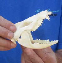 Opossum Skulls