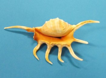 4 to 6 inches Orange Spider Conch Shells in Bulk, Lambis crocata - 12 @ .75 each; 48 @ .62 each