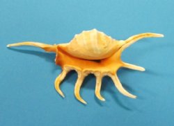 4 to 6 inches Orange Spider Conch Shells in Bulk, Lambis crocata - 12 @ .75 each; 48 @ .62 each