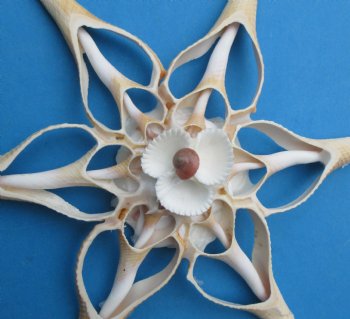 Large Seashell Flower Ornaments Made out of Center Cut Hemifusus Ternatanus Shells <font color=red> Wholesale</font>, 7 by 7 inches - 72 @ $1.25 each