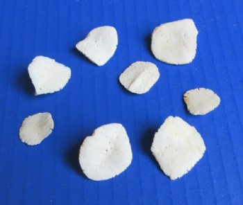 Real Alligator Osteoderm Bones, Scutes (1 - 1-3/4) - 10 @ $2.25 each