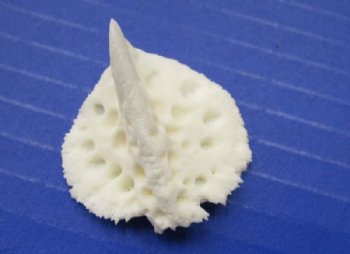 Real Alligator Osteoderm Bones, Scutes (1 - 1-3/4) - 10 @ $2.25 each