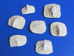 Real Alligator Osteoderm Bones, Gator Scutes (2 - 2-3/4) - 10 @ $2.25 each