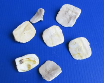 Real Alligator Osteoderm Bones, Gator Scutes (2 - 2-3/4) - 10 @ $2.25 each