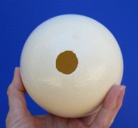 Empty Ostrich Eggshells Wholesale - Case of 24 @ $12.50 each; 4 or more cases @ $11.50 each