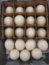 Empty Ostrich Eggshells Wholesale - Case of 24 @ $12.50 each; 4 or more cases @ $11.50 each