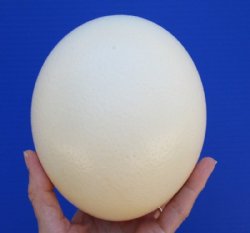 Empty Ostrich Eggs for Painting and Display 5 to 6 inches - 6 @ $15.00 each