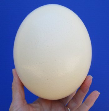 Empty Ostrich Eggs for Painting and Display 5 to 6 inches - 6 @ $15.00 each