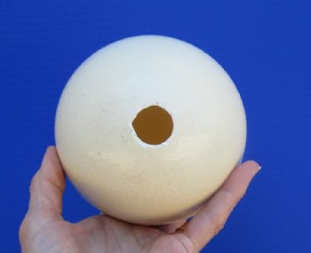 Empty Ostrich Eggs for Painting and Display 5 to 6 inches - 6 @ $15.00 each